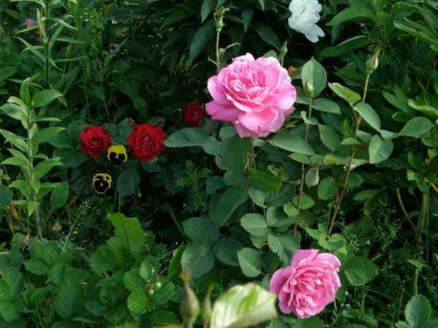 Venrosa #kwiaty #lato #róże
