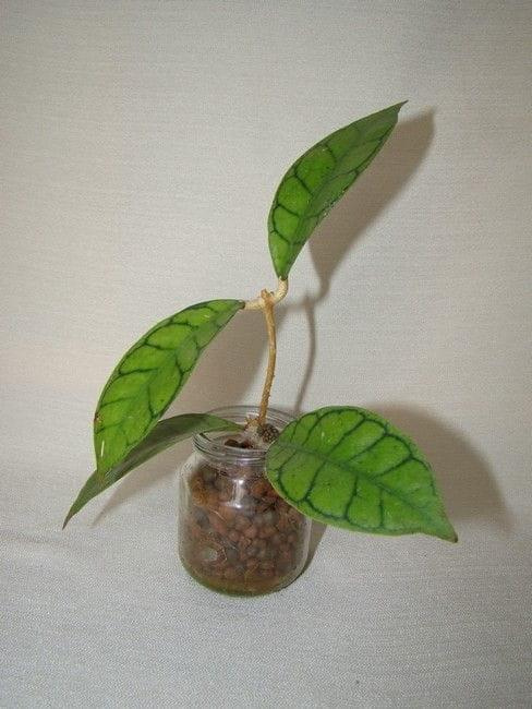 Hoya calistphylla short leaves