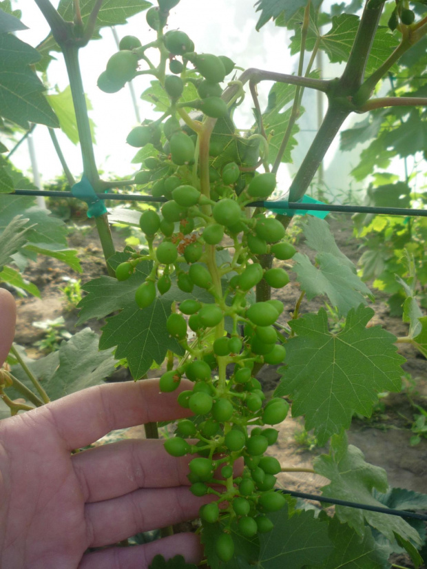 Skarb Panonii