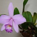 Laelia alaorii x praestans