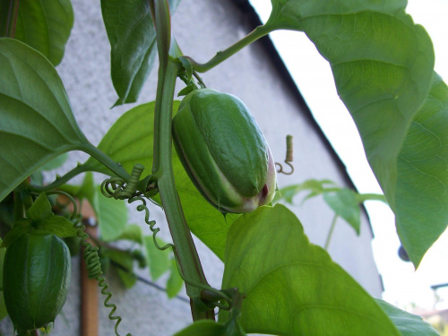 Passiflora alata