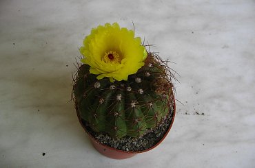 Kwiat Notocactusa ottonisa #NotocactusOttonis #notocactus #kaktus #sukulent #kwiat #pąk