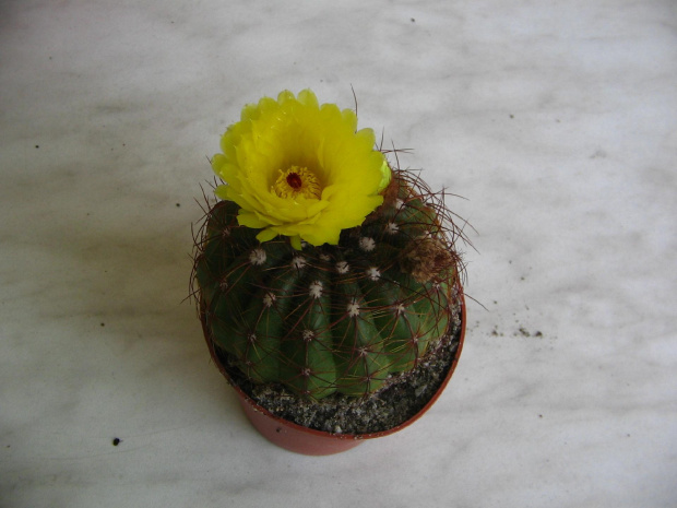 Kwiat Notocactusa ottonisa #NotocactusOttonis #notocactus #kaktus #sukulent #kwiat #pąk