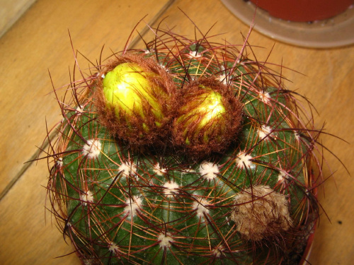 Pąki Notocactus ottonis #pąki #notocactus #ottonis #kaktus #sukulent