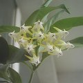 Hoya multiflora #HoyaHojaMultiflora