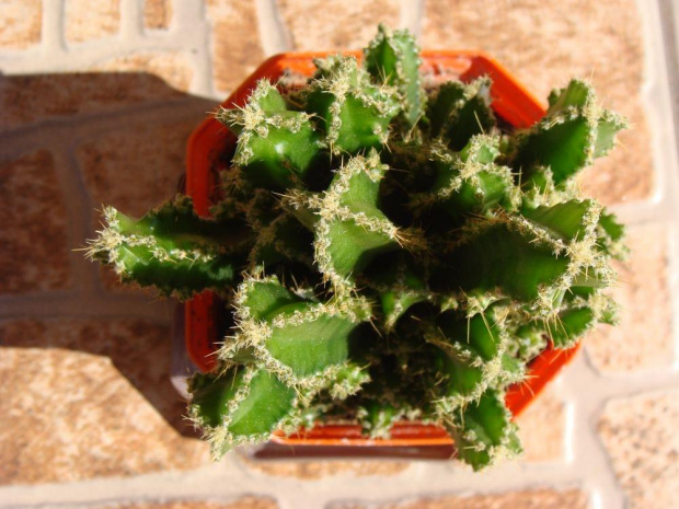 Cereus tetragonus f, monstruosa