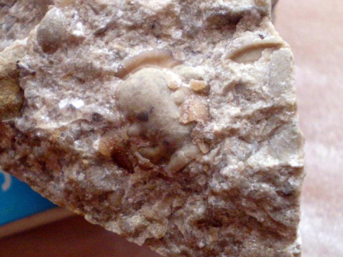Fragment cranidium trylobita Calymene sp. Długość okazu - 2,2 cm . Wiek : dolny sylur – środkowy dewon . Data znalezienia : 2002 .