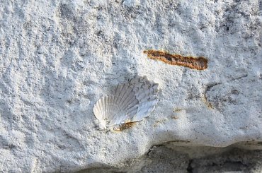 Skamieniałości widoczne w murze w centrum Wilkołaza. Takie muzeum za darmo w plenerze :) #Wilkołaz #skamieniałości