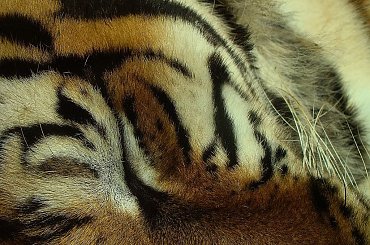 szczegóły...tygrysia sesja #TygrysBengalski #wrocław #zoo