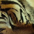 szczegóły...tygrysia sesja #TygrysBengalski #wrocław #zoo