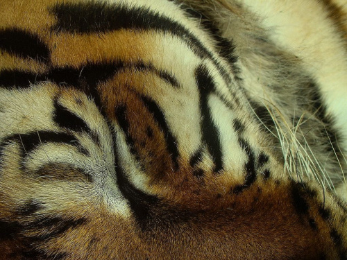 szczegóły...tygrysia sesja #TygrysBengalski #wrocław #zoo