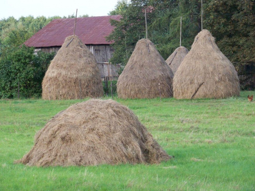 Pomiędzy Kamionem a Wilkowem,ładnie naostrzone