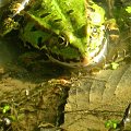 Zamyślona żabcia. #żaba #żaby #płazy #przyroda
