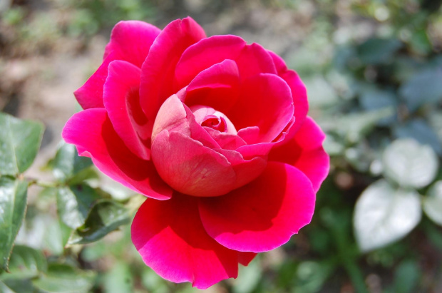#kwiat #róża