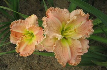 Liliowiec Connie Burton #liliowiec