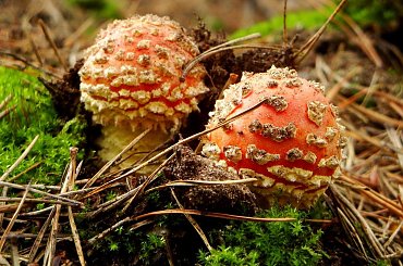 bliżniaki ;D #gzyb #muchomor