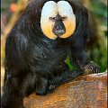 Saki białolica (Pithecia pithecia) gatunek małp szerokonosych z rodziny Pitheciidae. Występuje w lasach północno-wschodniej Ameryki Południowej.
Małpa o silnym dymorfizmie płciowym samce mają czarną sierść z białym futrem na przedniej części głowy, zaś...