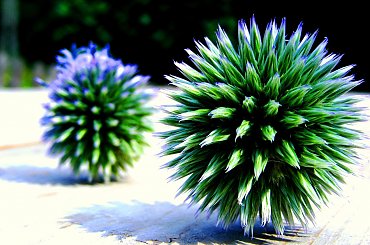 #oset #przyroda #rosliny #kule