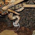 #snake #waz #boa #constrictor #pupil #gad #zoo #szczur #piotrkow #PiotrkowTryb