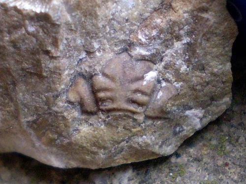 Jakiś trylobit z rodziny Acastidae . Długość okazu - 0,9 cm . Wiek - ? Data znalezienia : 2006 .