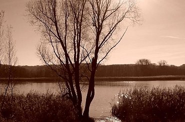 #drzewo #słońce #promienie