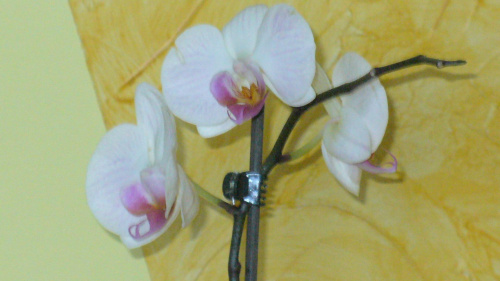 Phalaenopsis / Falenopsis