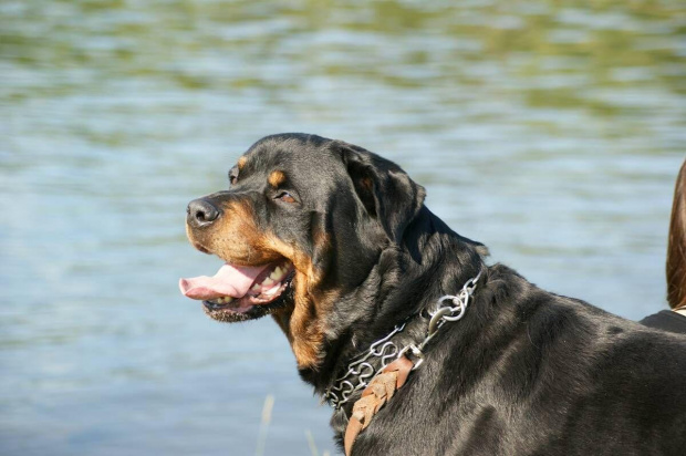 #rottweiler