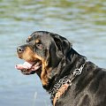 #rottweiler