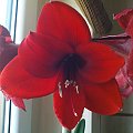 Amarylis "RILONA" #AmarylisHippeastrum