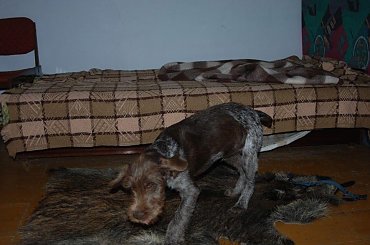 maluch #WyżełNiemieckiSzceniakPies