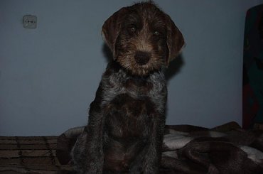 maluch #WyżełNiemieckiSzceniakPies