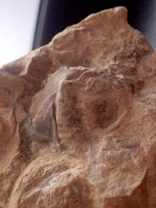 Pygidium trylobita ; chyba Asaphus sp. Długość okazu - 1,9 cm . Wiek : dolny ordowik – środkowy ordowik . Data znalezienia : 2006 .