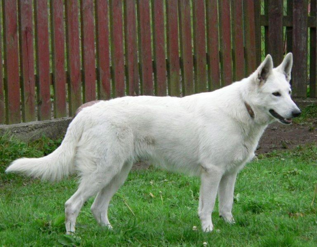 LUBA Białe Wzgórza #pies #psy #rasy #BiałyOwczarekSzwajcarski #hodowle #szczenięta #szczeniki