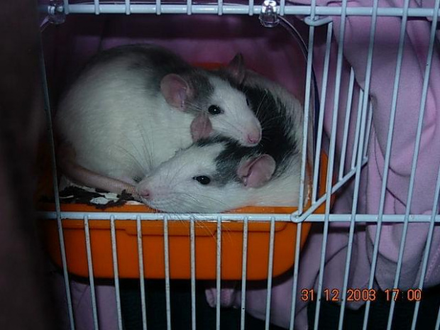 Spiky i Stinky