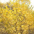 czeremcha - roślina, która mnie urzekła #złota #polska #jesień #liście