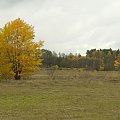 czeremcha - roślina, która mnie urzekła #złota #polska #jesień #liście