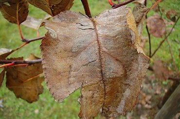 Jesień w Pełni #jesien #jesień #liśc #listek