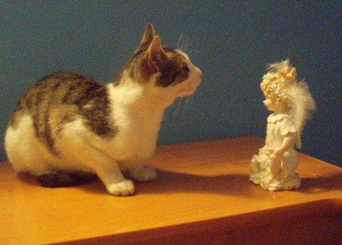 kotek i aniołek... #PiórkoAniołBożeNarodzenieKotek