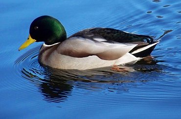 Południowy trening #Kaczka #ParkSkaryszewski