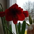 amarylis #kwiaty #hippeastrum #amarylis