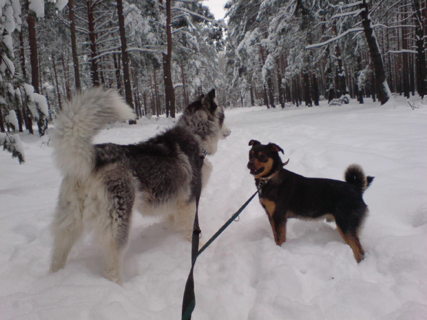 Gocha i spółka - do wyadoptowania w duecie #husky #adopcje