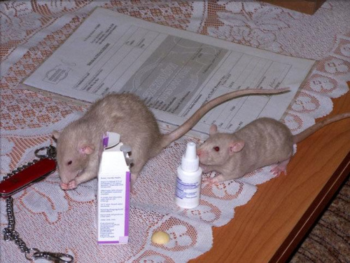 Asha i Gwiazdka