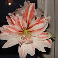 amarylis #kwiaty #hippeastrum #amarylis