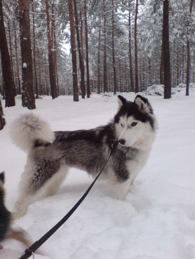 Gocha i spółka - do wyadoptowania w duecie #husky #adopcje