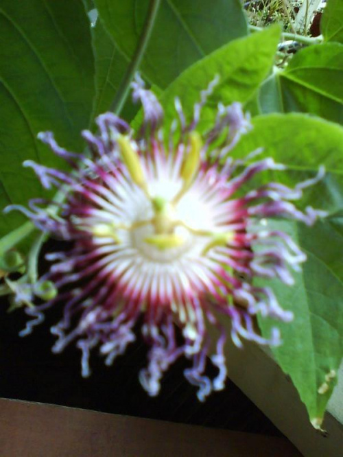 passiflora