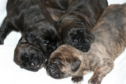 cane corso - cohors