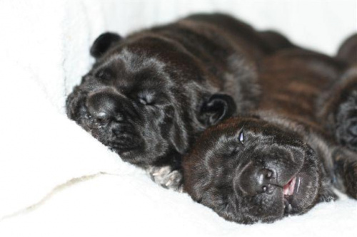 cane corso - cohors