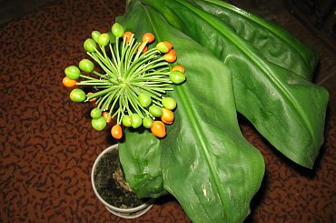 Krasnokwiat Katarzyny (Hemantus), Dojrzewają owocki. #hemantus #katarzyna #krasnokwiat #kwiat #nasiona #owoce