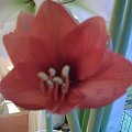 #amarylis #hippeastrum