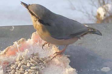 Nie wie co lepsze,słonecznik,czy słonina. #kowalik #ptaki